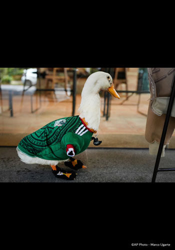 Picture of the Week