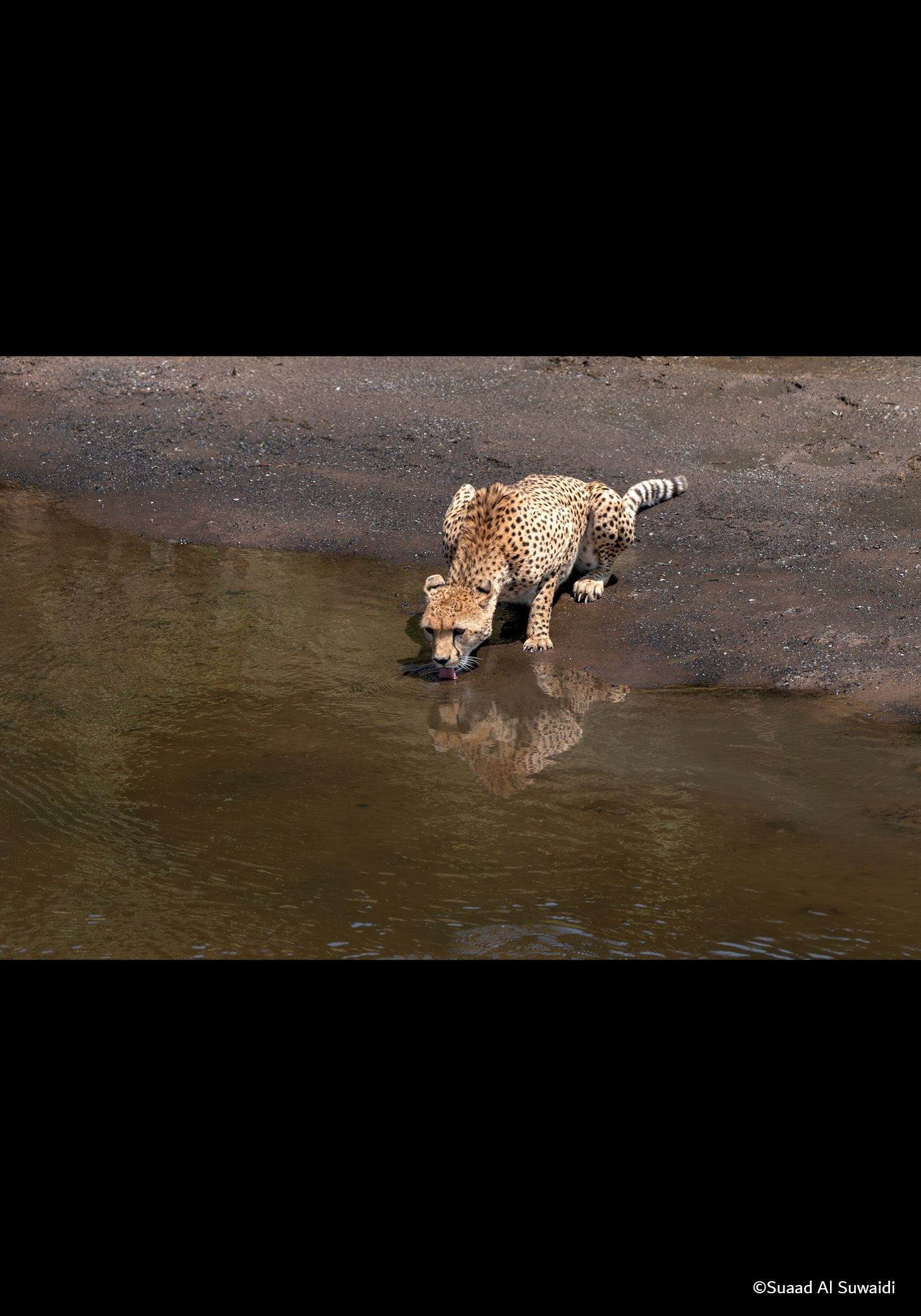 PHOTOGRAPHIA OF THE WEEK