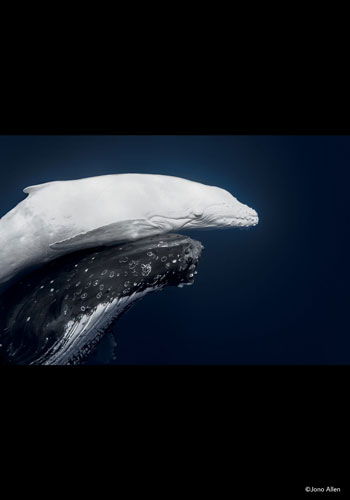 PHOTOGRAPHIA OF THE WEEK