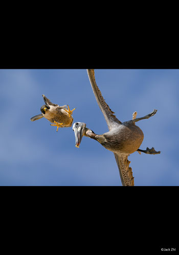 PHOTOGRAPHIA OF THE WEEK