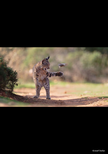 PHOTOGRAPHIA OF THE WEEK