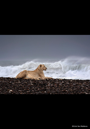 PHOTOGRAPHIA OF THE WEEK