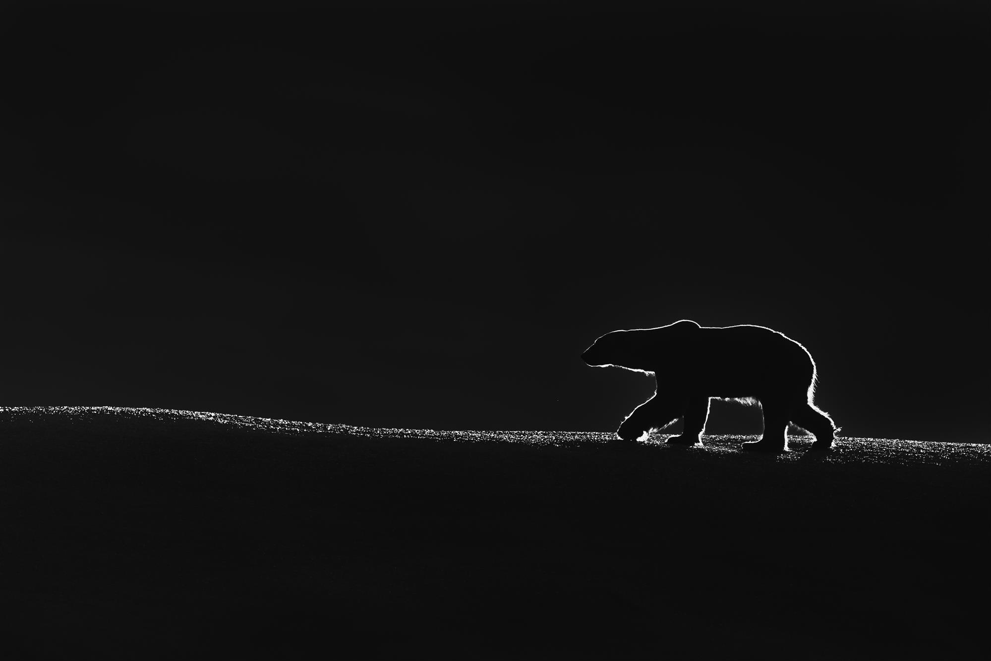 Picture in the north of the earth in one of the Svalbard islands, during morning tour by zodiac this polar bear was walking on    an iceberg and the sunlight touch him .from behind ,that create nice backlight