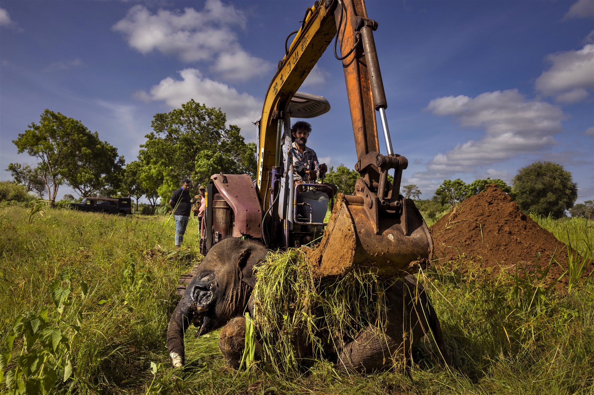 Asian Elephants – The Challenge of Coexistence