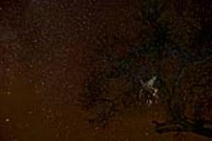 Leopard in Tree, South Africa.