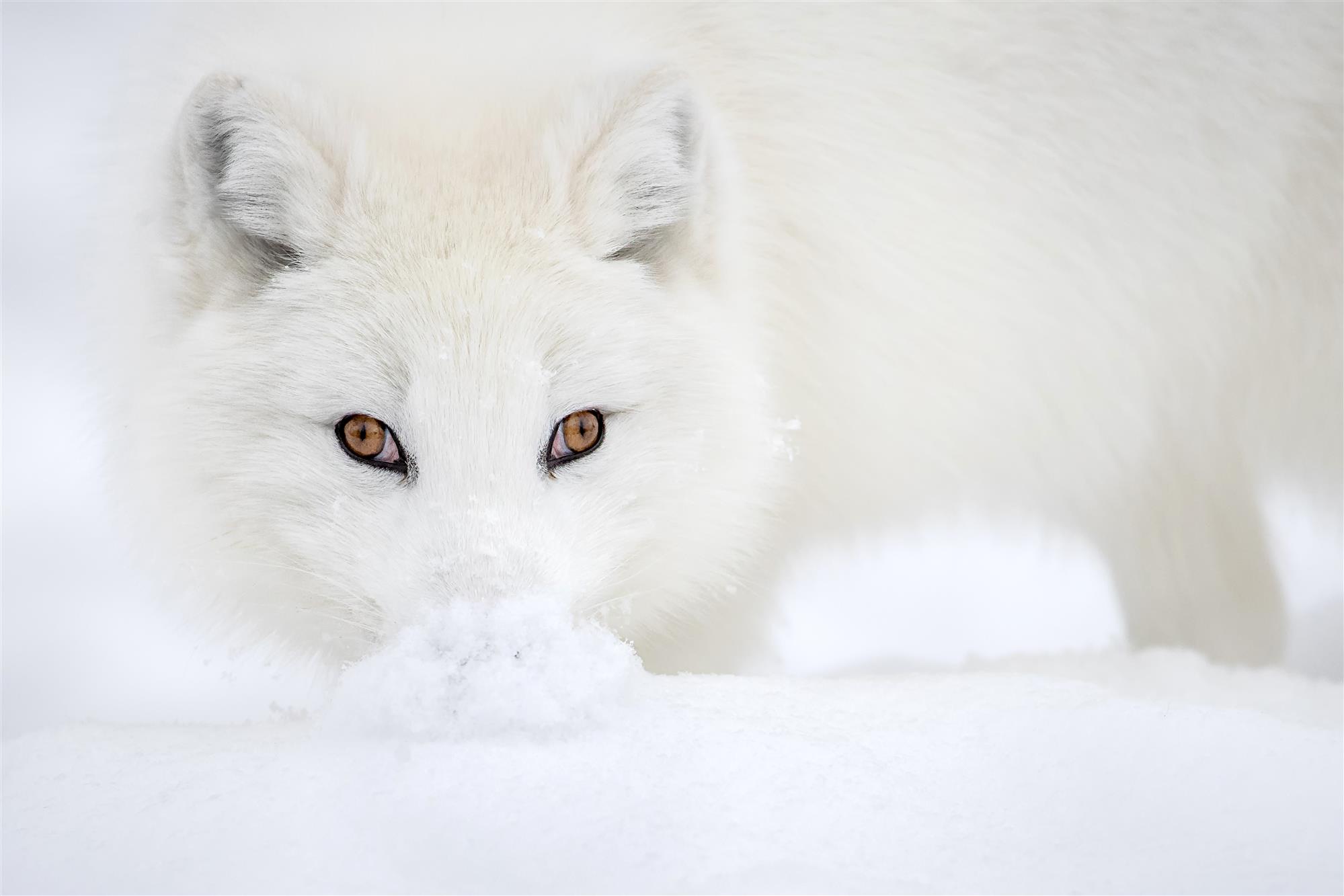 At the period when there is plenty of food the Arctic  fox stores the food in several holes dug 10 cm under the ground to avoid the risk of starving to death when needed  