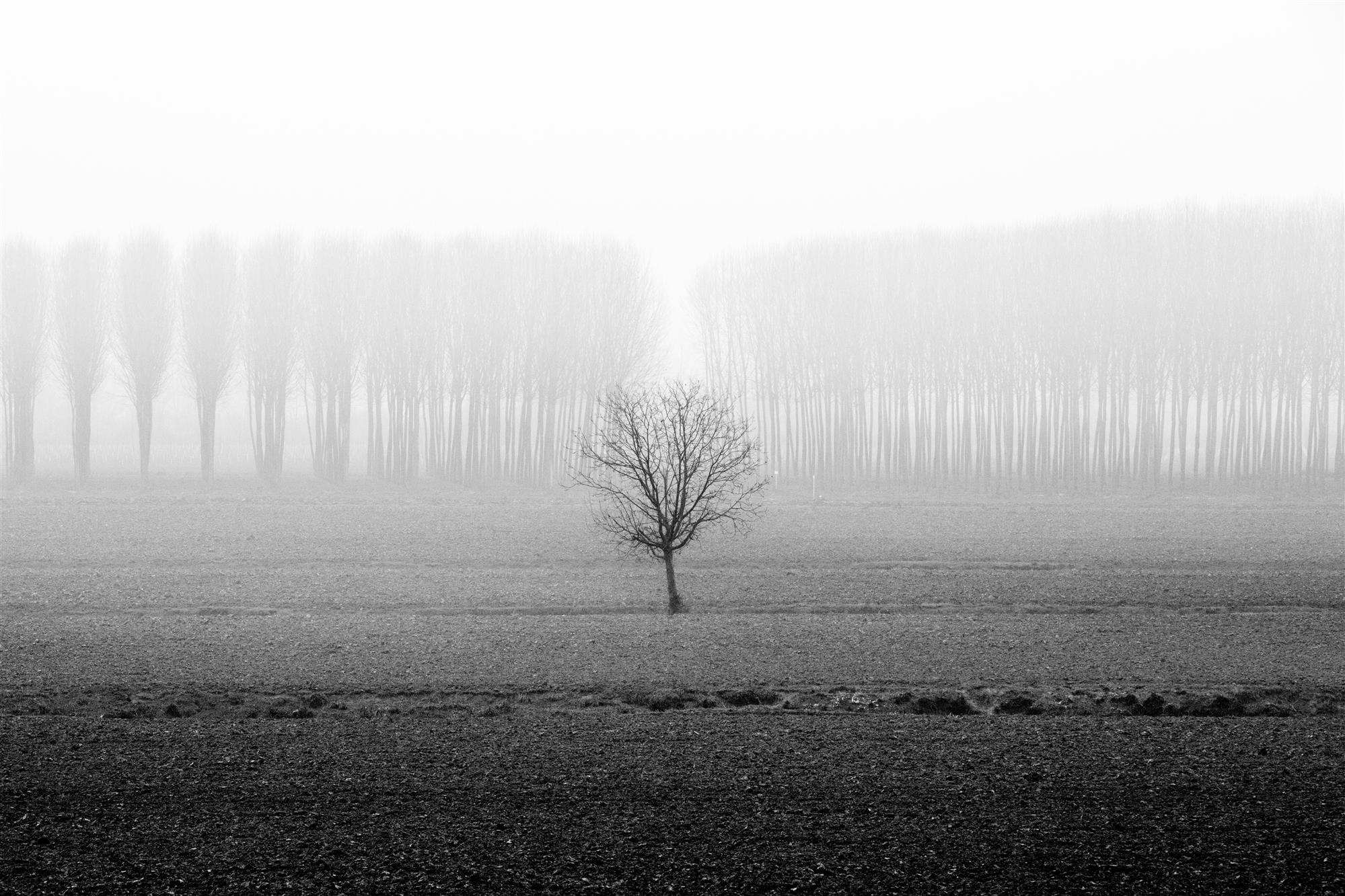 Landscapes in the fog