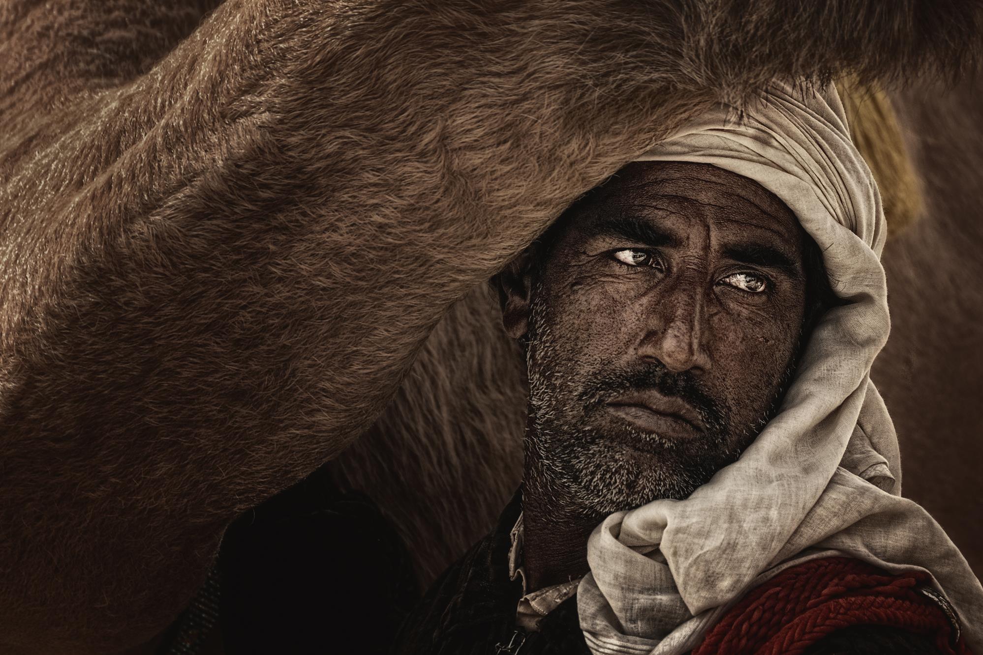 The arab and his camel