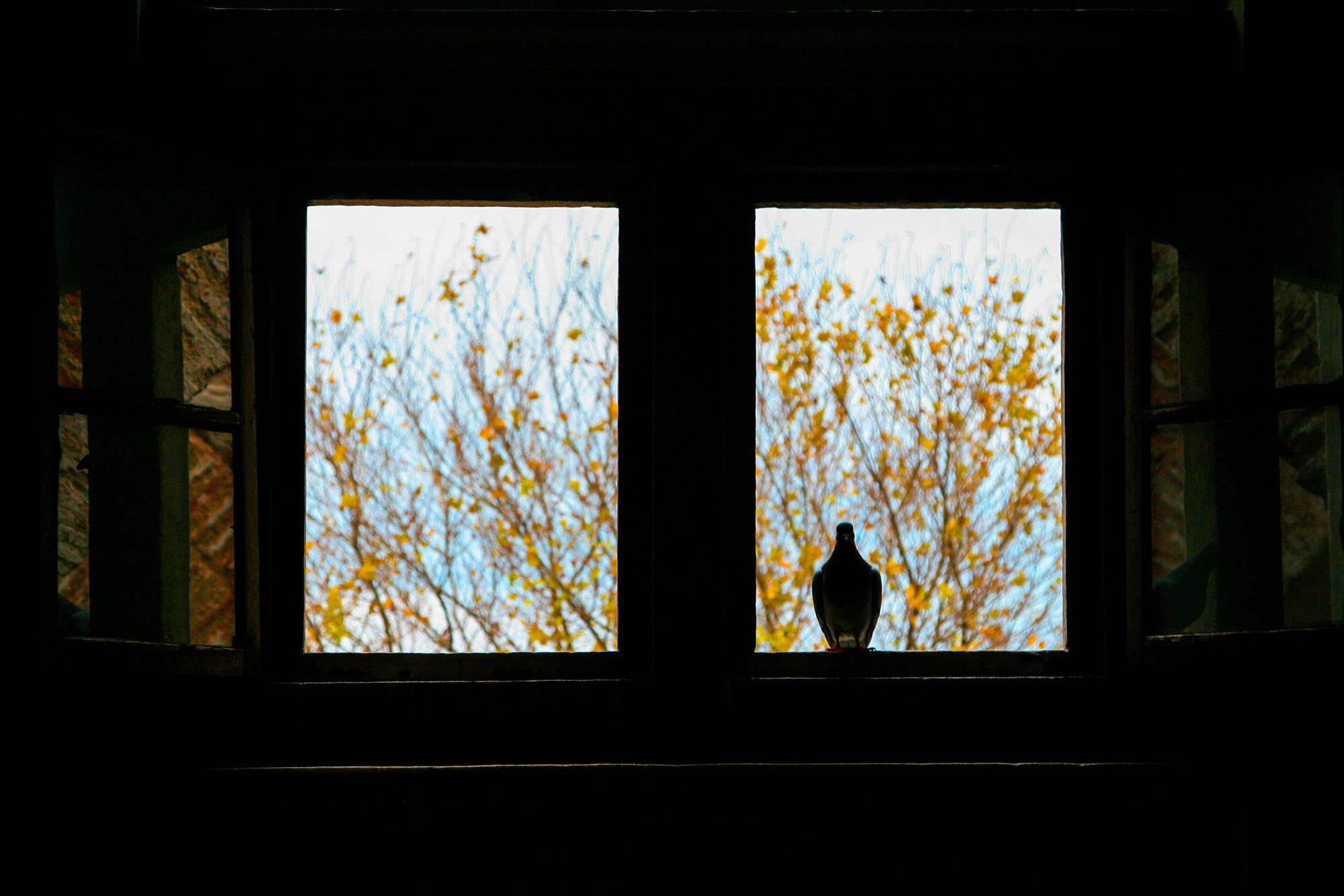 نافذة الضوء