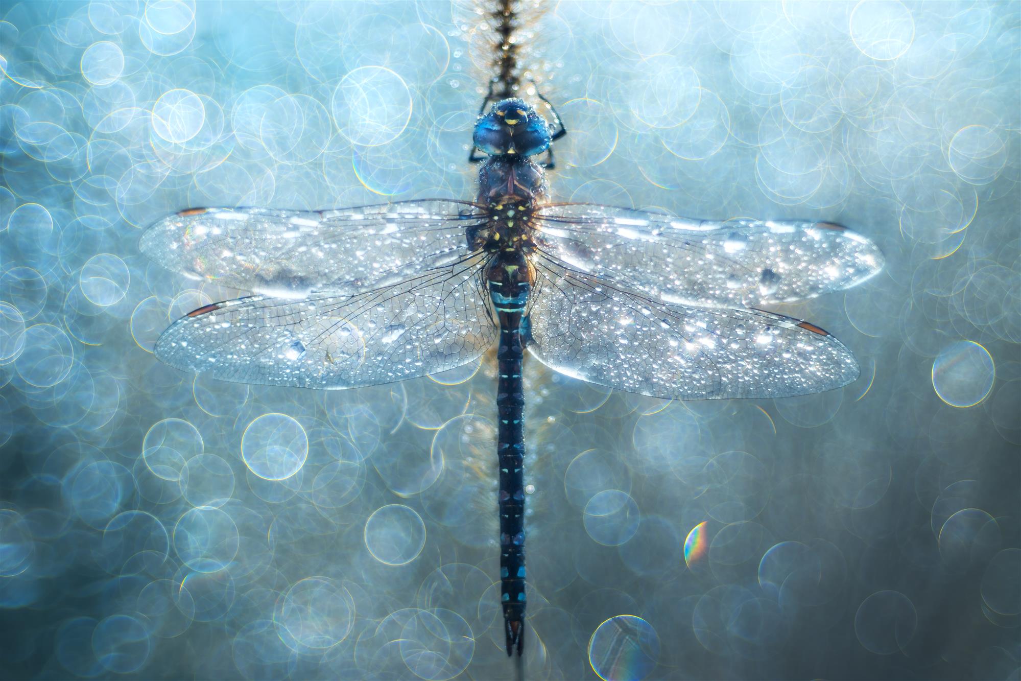 Dragonfly in bokeh delirium