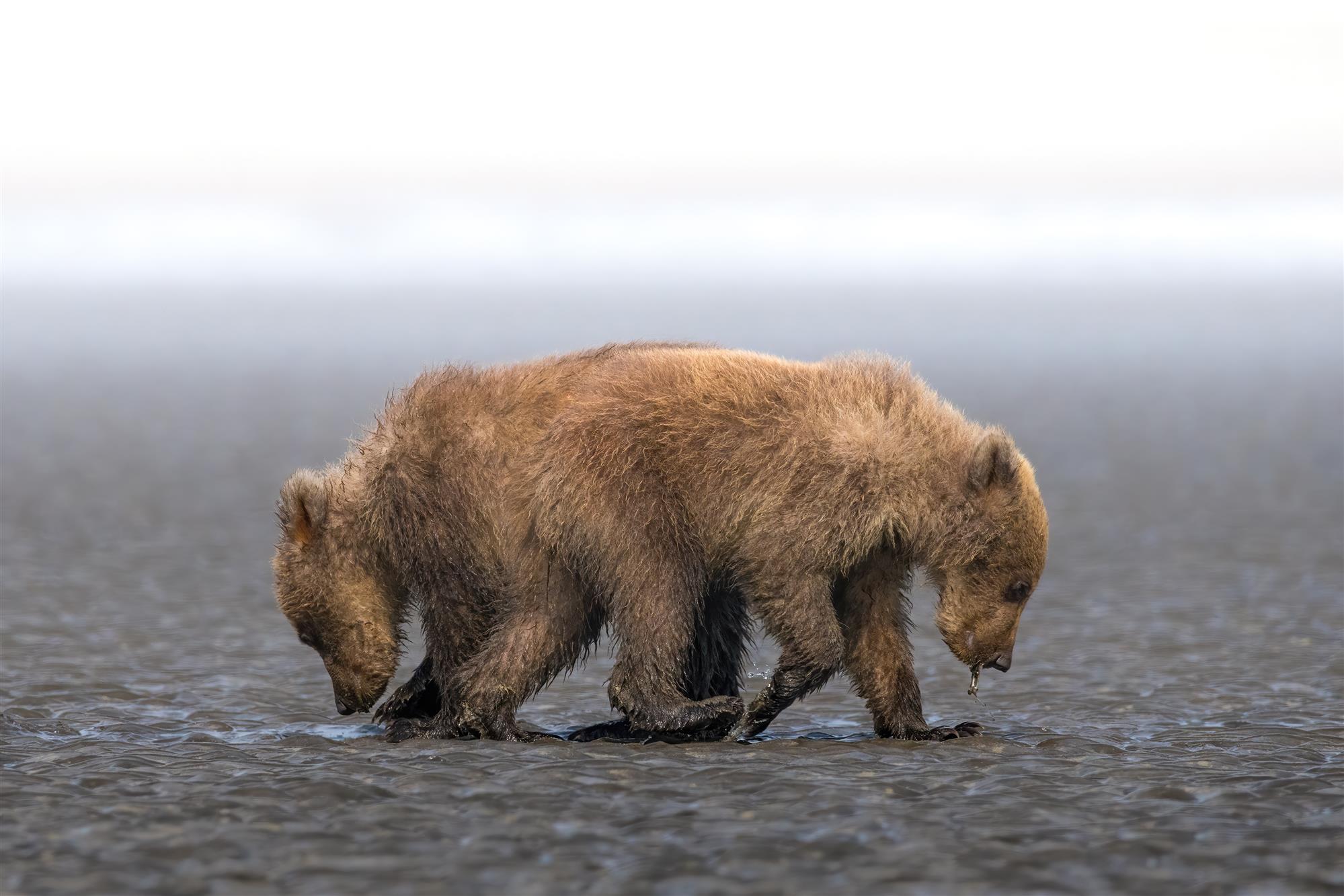 I spend a week in Alaskan wilderness looking to photograph the bears. I was lucky to see two bear cubs scavenge for food on a beach. I managed to capture them in a great moment where they were headed in opposite directions but in search of the same thing.