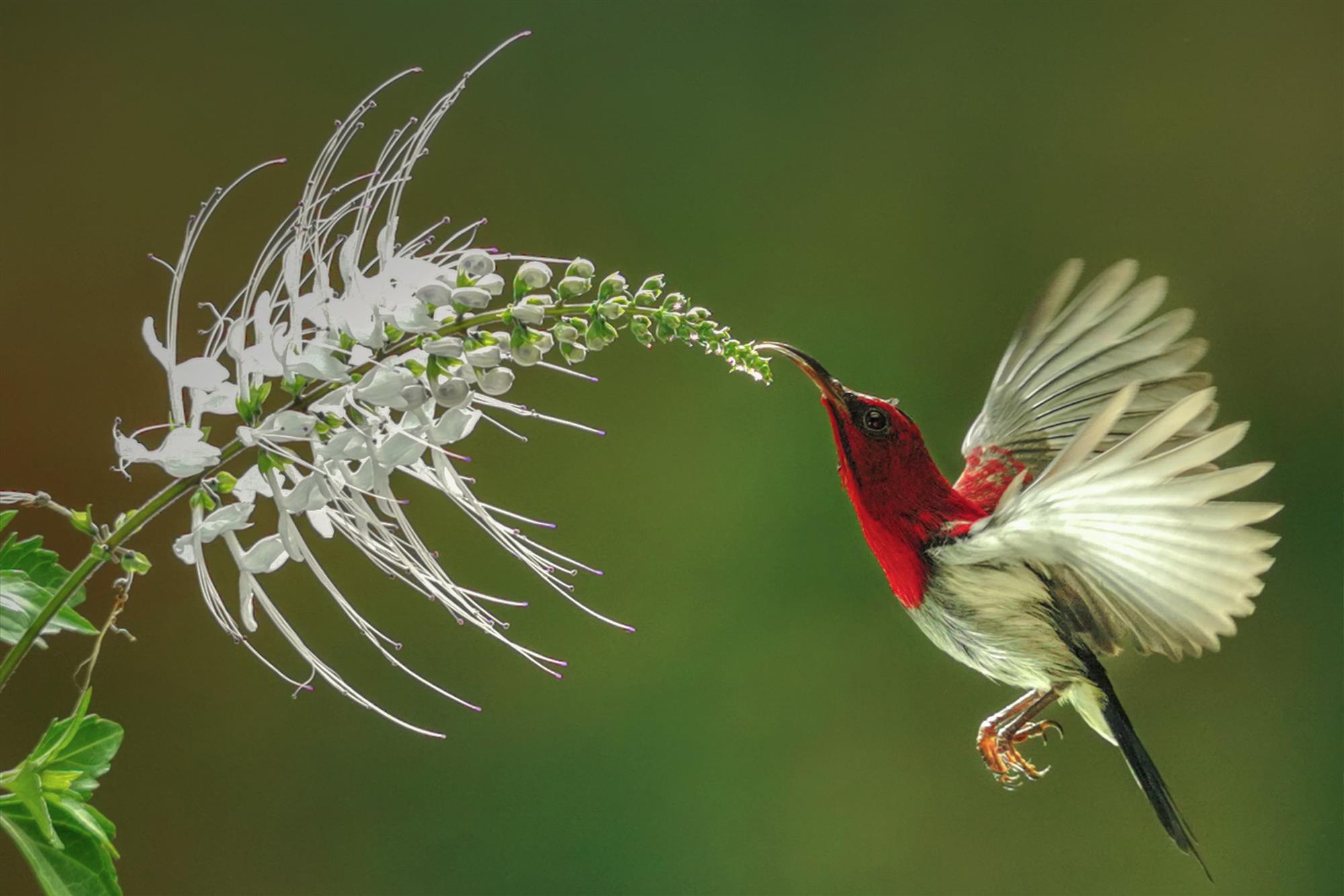 A crimson sunbird hovering and drink to the flower, this is conceptual photo, I took this picture around 50cm from the bird, I used artificial light, and reflektorfor fill in,  